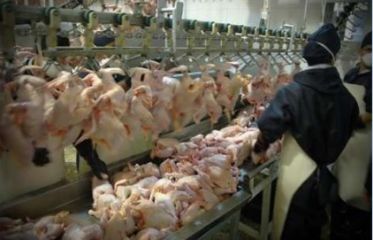 دستگاه جوجه کشی - مرغ ذبح شده در کشتارگاه های صنعتی بیماری ندارد
