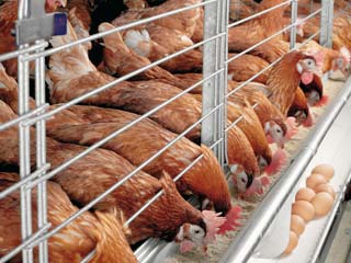 دستگاه جوجه کشی - بررسی تولید روزانه گله های مادر