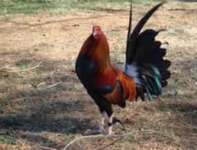 مرغ و خروس نژاد جیبری یا جیور