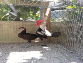 مرغ و خروس نژاد جیبری یا جیور