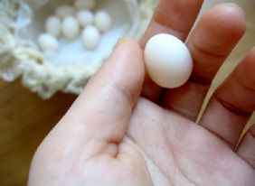 عکس تخم مرغ عشق