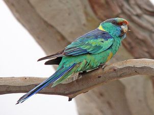 دستگاه جوجه کشی - رزیلای طوقه گردنی در طبیعت