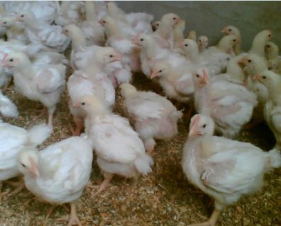 تخم نطفه دار - مدیریت پیش از کشتار جوجه گوشتی
