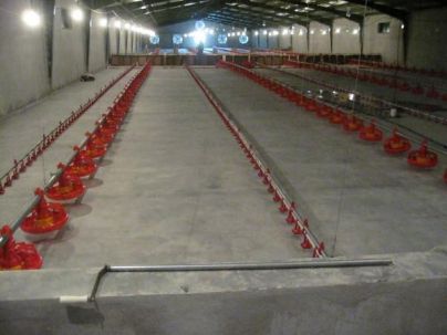 دستگاه جوجه کشی - آب جوجه های گوشتی پیش از کشتار