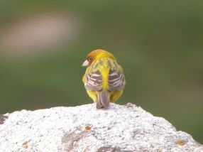 نمایی از زردپرده
