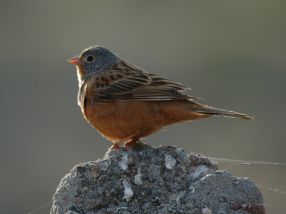 زرد پرده زیبا