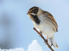 یکی از گونه های زیبای زردپرده
