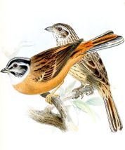 یک جفت زردپرده