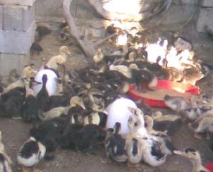 دستگاه جوجه کشی - تغذیه اردک تخمگذار