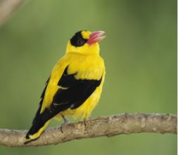 عکس پری شاهرخ نر