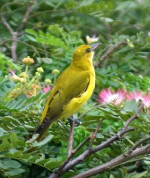 عکسی از مرغ انجیرخوار ماده