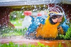 دستگاه جوجه کشی - بازی طوطی با آب
