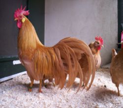 عکس زیبایی از مرغ و خروس نژاد فینیکس