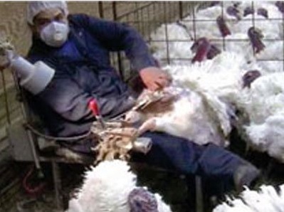 دستگاه جوجه کشی - ذخیره و نگهداری اسپرم خروس