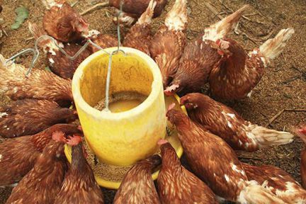 دستگاه جوجه کشی - اهمیت تغذیه طیور