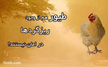 دستگاه جوجه کشی - طیور هم از وجود ریزگردها در امان نیستند