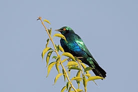 پرنده سار