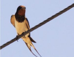 عکسی از یکی از انواع پرستو
