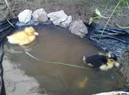 انکیباتور - شنای جوجه اردکها در حوضچه