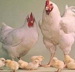 انکیباتور - چرا هورمون در مرغ گوشتی استفاده نمیشود